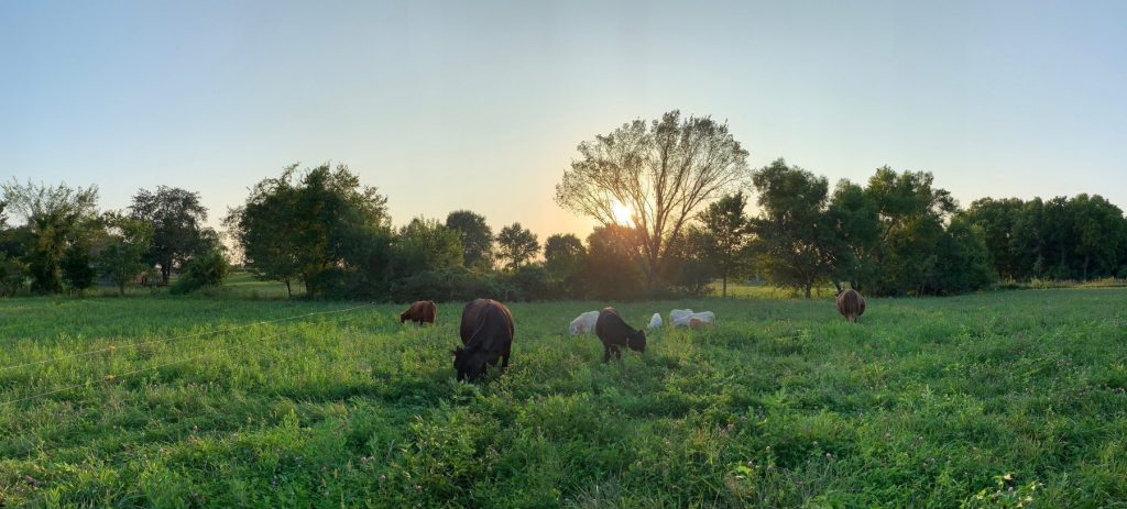 grass-fed and grass-finished beef