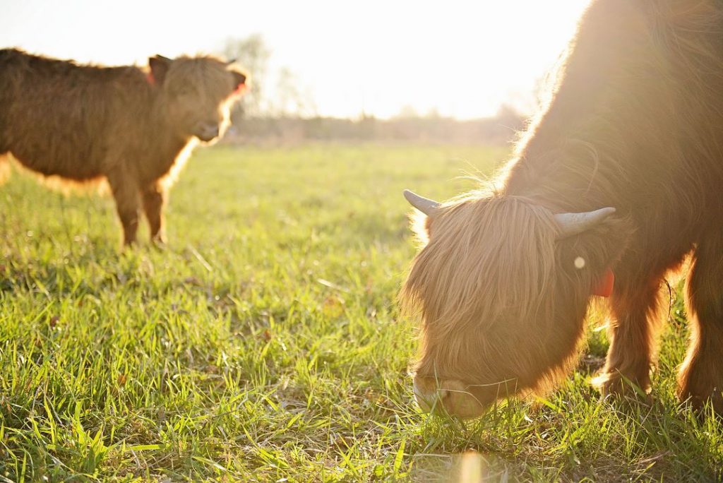 Grass Fed Cows