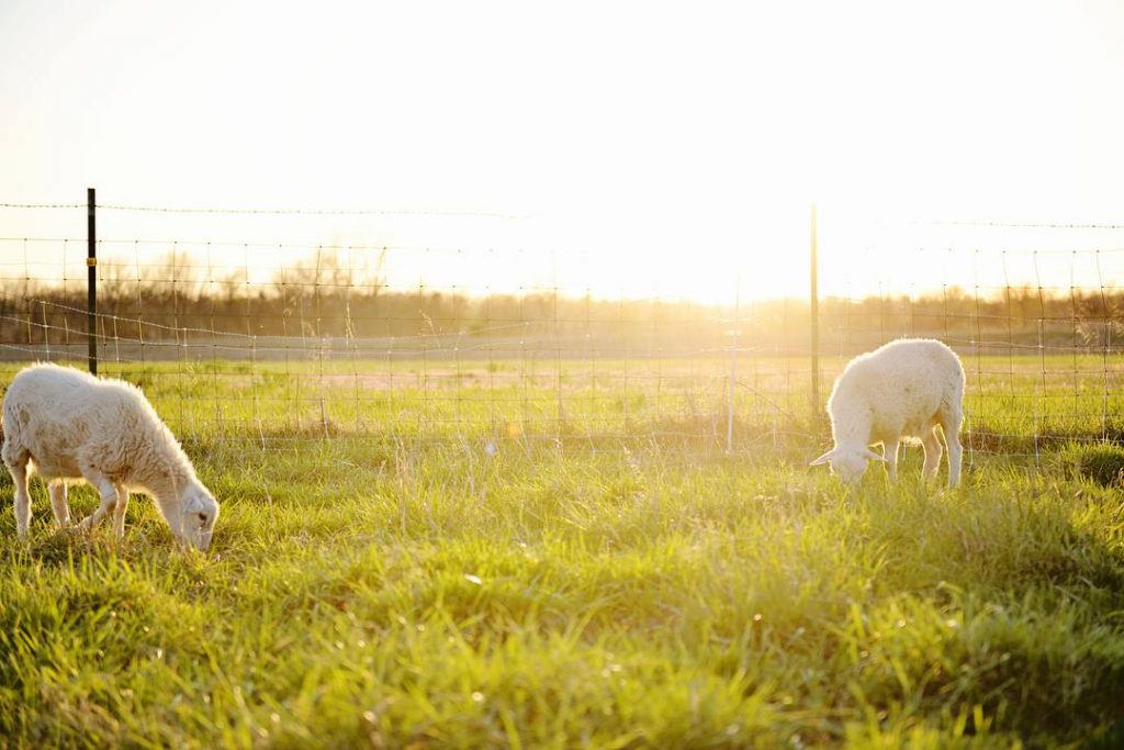 grass-finished lamb